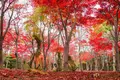 平岡樹芸センターの写真_677465