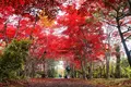 平岡樹芸センターの写真_677466