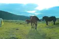  草千里ヶ浜の写真_678283