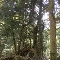 鞍馬寺の写真_680563