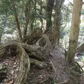 鞍馬寺の写真_680564