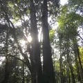 鞍馬寺の写真_680565
