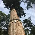 鞍馬寺の写真_680570