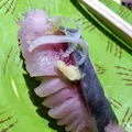 根室花まる JRタワーステラプレイス店の写真_683309