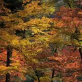 高蔵寺の写真_683445