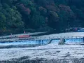 渡月橋の写真_683581