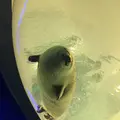 海遊館の写真_683591