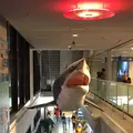 海遊館の写真_683593