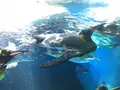 海遊館の写真_683596
