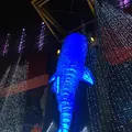海遊館の写真_683601
