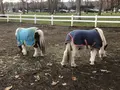 ノーザンホースパークの写真_684798