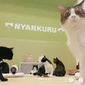 猫カフェ にゃんくる mozo店の写真_690930