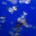 鶴岡市立加茂水族館（クラゲドリーム館）の写真_691481