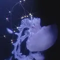 鶴岡市立加茂水族館（クラゲドリーム館）の写真_691482