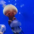 鶴岡市立加茂水族館（クラゲドリーム館）の写真_691483