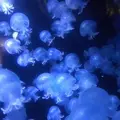 鶴岡市立加茂水族館（クラゲドリーム館）の写真_691485