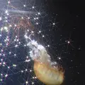 鶴岡市立加茂水族館（クラゲドリーム館）の写真_691486