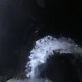 鶴岡市立加茂水族館（クラゲドリーム館）の写真_691487