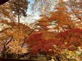 金剛寺（高幡不動尊）の写真_693696