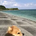 古宇利島の写真_696774