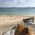 古宇利島の写真_696777