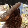 クリアンの写真_696786