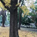 芝公園の写真_697619
