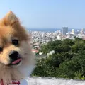 首里城の写真_698060
