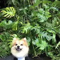 カフーリゾートフチャク コンドホテルの写真_698075