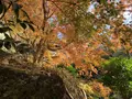 明月院（あじさい寺）の写真_699001