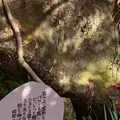 明月院（あじさい寺）の写真_699003
