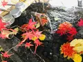熊野大社の写真_700247