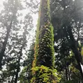 熊野大社の写真_700252