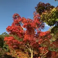 なばなの里の写真_704930