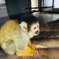 熊本市動植物園の写真_710162