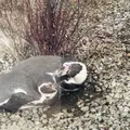 熊本市動植物園の写真_710163