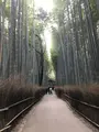 京都の写真_732476