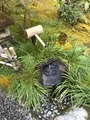 祇王寺の写真_734438