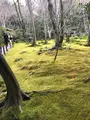 祇王寺の写真_734439