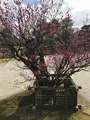 大覚寺の写真_734448