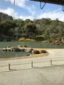 天龍寺の写真_734453