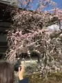 天龍寺の写真_734455