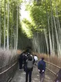 天龍寺の写真_734456