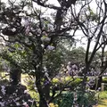 清澄庭園の写真_735344