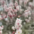 修学院離宮の写真_737116