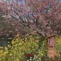 河津桜並木&菜の花ロードの写真_737243