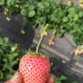 いちごの里の写真_737573