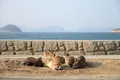 大久野島の写真_738082