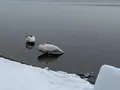 ウトナイ湖の写真_738579