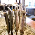下呂温泉合掌村の写真_738720